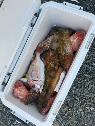 キジハタの釣果