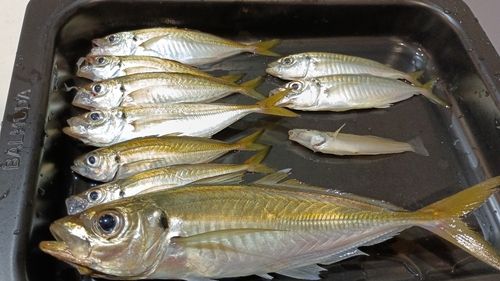 マアジの釣果