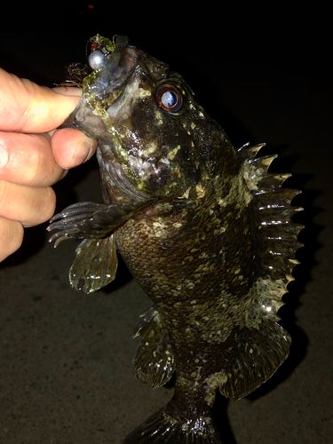 ムラソイの釣果