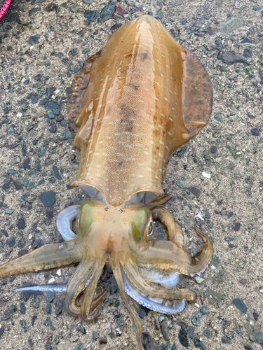 アオリイカの釣果