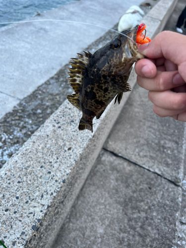 タケノコメバルの釣果