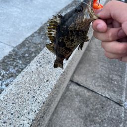 タケノコメバル