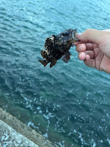 タケノコメバルの釣果