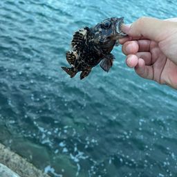 タケノコメバル