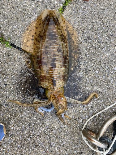 アオリイカの釣果