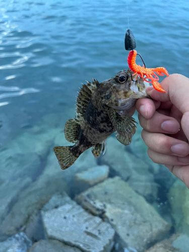 タケノコメバルの釣果