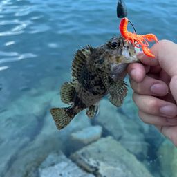 タケノコメバル