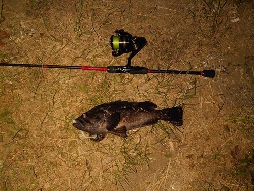 クロソイの釣果