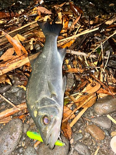 セイゴ（ヒラスズキ）の釣果