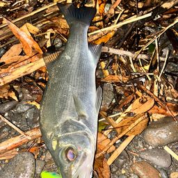 セイゴ(ヒラスズキ)