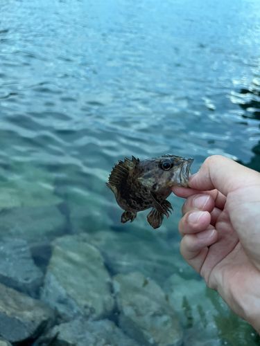 タケノコメバルの釣果