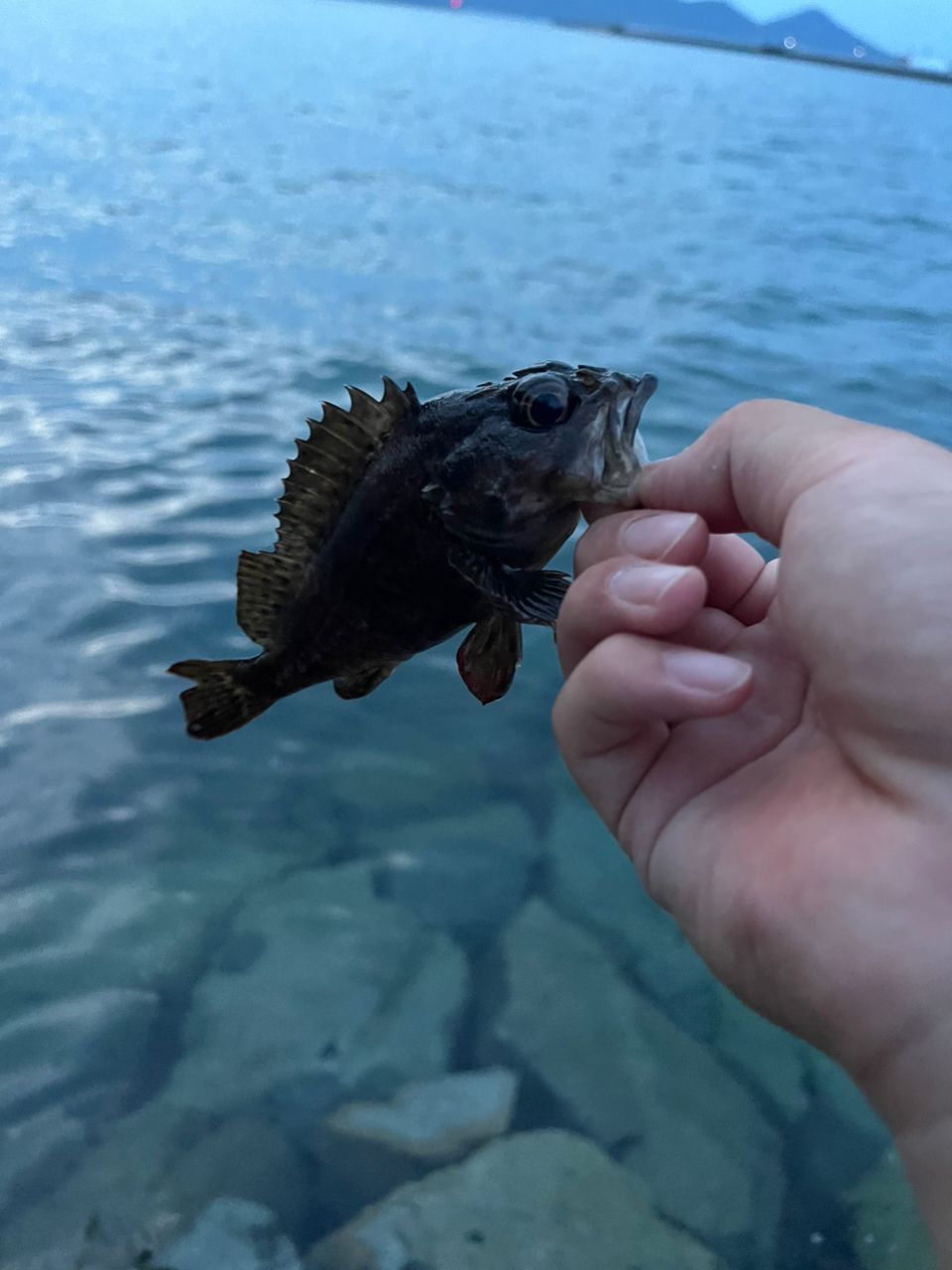 タケノコメバル