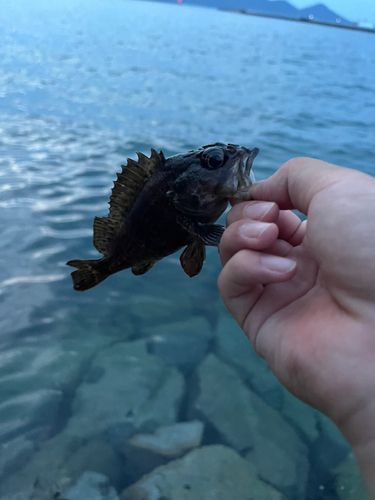 タケノコメバルの釣果