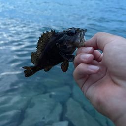 タケノコメバル