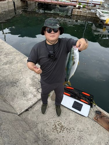 ハマチの釣果