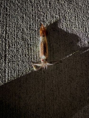 スルメイカの釣果