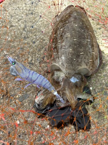 コウイカの釣果