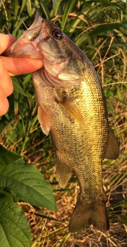 ラージマウスバスの釣果