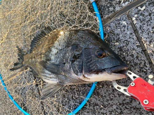 クロダイの釣果