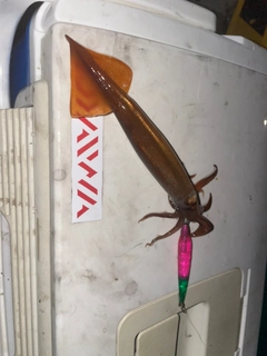 スルメイカの釣果
