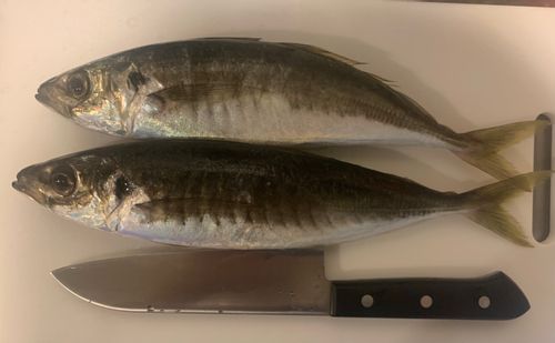 アオアジの釣果