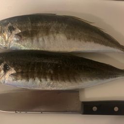 アオアジ