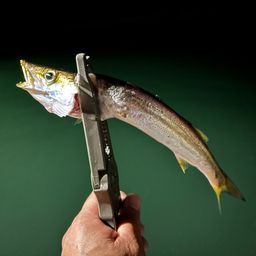 カマス