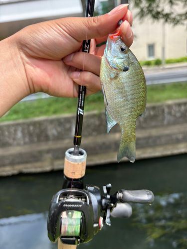 ブルーギルの釣果