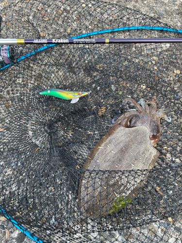 コウイカの釣果
