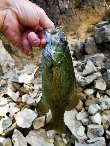 釣果