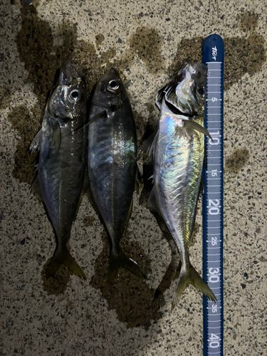 アジの釣果