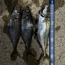 アジ