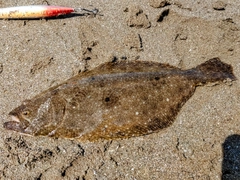 ヒラメの釣果