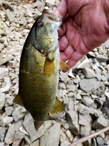 釣果