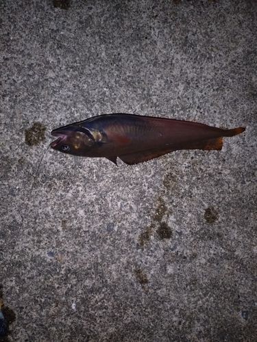 ドンコの釣果