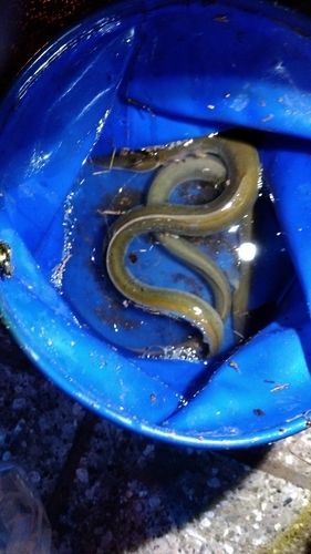ウナギの釣果