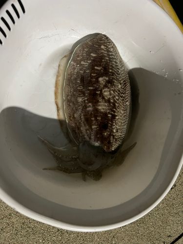 コウイカの釣果