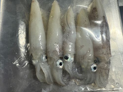 マメイカの釣果