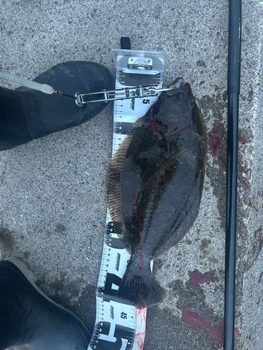 ヒラメの釣果