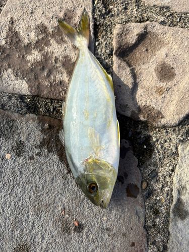 ショゴの釣果