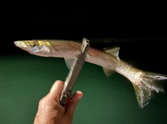 カマスの釣果