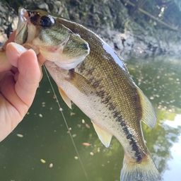 スモールマウスバス