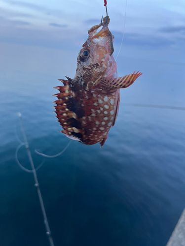 カサゴの釣果