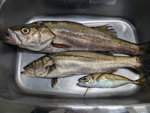 シーバスの釣果