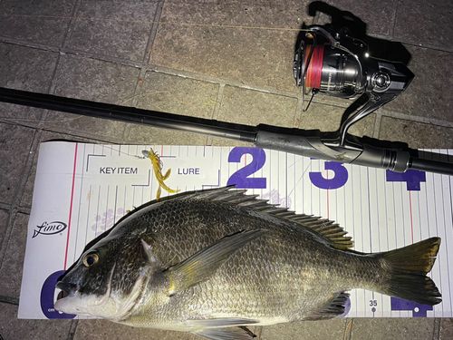クロダイの釣果