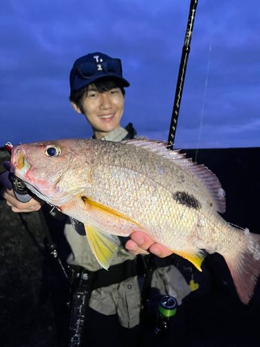 クロホシフエダイの釣果