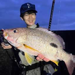 クロホシフエダイ