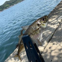 アジ