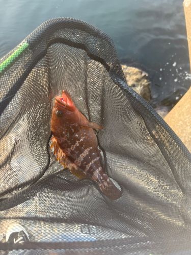 キジハタの釣果