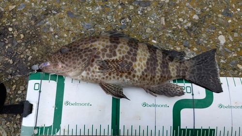 オオモンハタの釣果